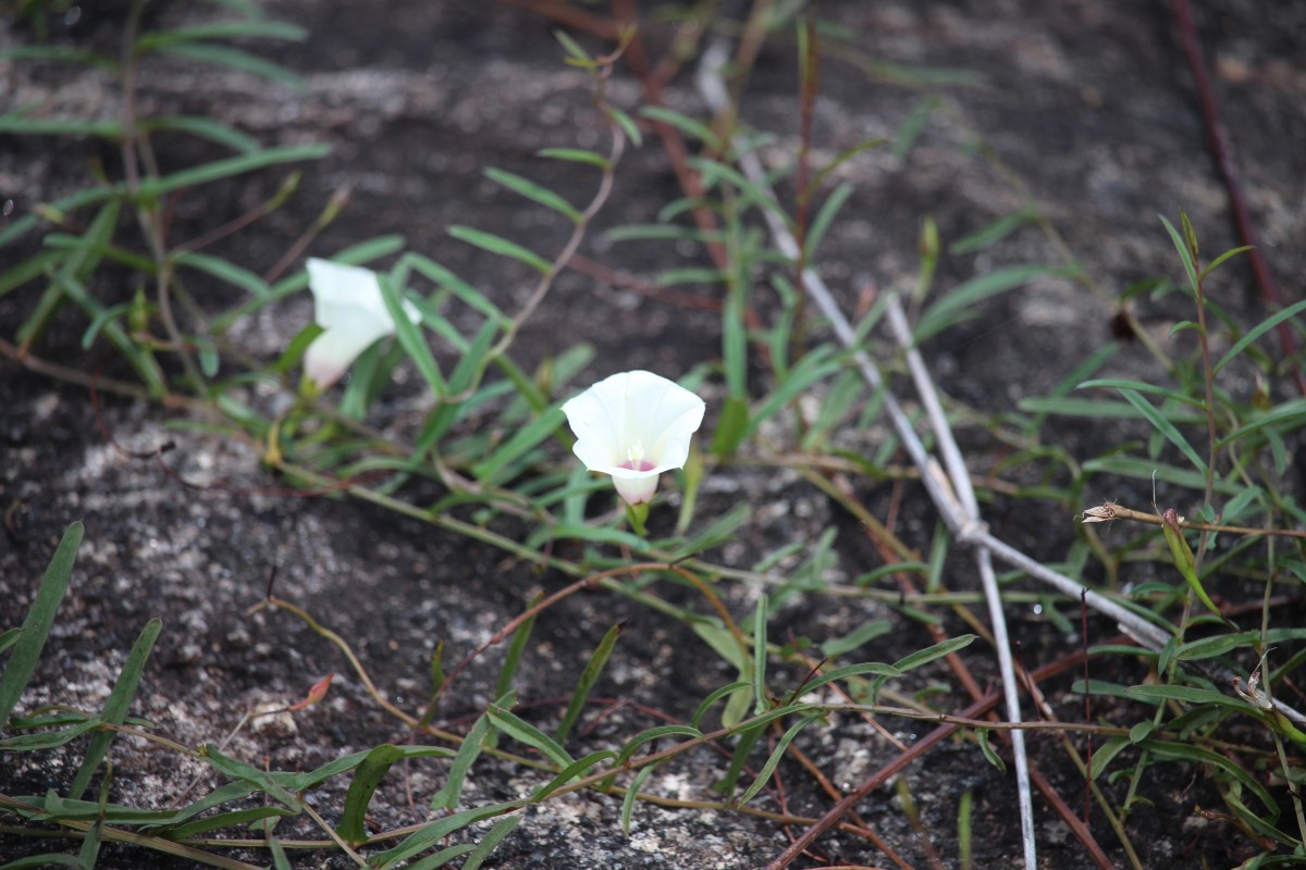 Xenostegia tridentata (L.) D.F.Austin & Staples